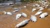 Potomac River Reaches 94 Degrees As Fish Kill Reported In Maryland