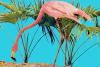 The Return of Florida’s Wild Flamingos