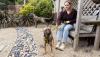 'Love alone isn’t enough': Dogs Trust census reveals the pressures of keeping dogs in Ireland