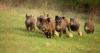 Brussels claims adjustments to adapt animal health regulations to new threats