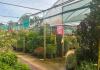 Beloved British garden centre announces permanent closure with ‘50% off everything’ sale starting from tomorrow
