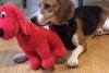 Westchester Volunteers Save Beagles from Research Labs
