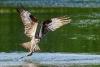 Ohio’s River Fire Sparked a Law. 71 Fish Species Prove It Worked.