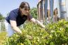 What one Mass. blueberry bush tells scientists about climate change 