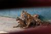 Cuban zookeepers celebrate birth of Bengal tigers against all odds
