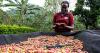 Uganda coffee exports hit by weaker prices