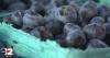 Michigan cyclosporiasis outbreak grows to 572 cases