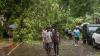 In 6 days, Mumbai’s tree falls outstrip incidents of entire monsoon season