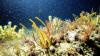 Brazil’s expanding offshore oil frontier puts biodiversity at risk: study