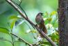 Nepal’s birdwatchers help monitor wildlife and promote tourism