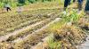 Integrated farming gives Thyolo communities hope