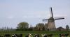 Dutch farmers are being capped on the number of cows in the country