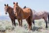 BLM to gather wild horses in S. Idaho