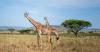 Learning Lessons From A Wildlife Safari In South Africa