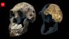 300,000-year-old Homo naledi fossils from a South African cave suggest the ancient human relative may have been a female-only species, new study reveals