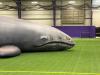 Juneau Public Library To Host “Clara The Whale” Event