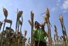 Building food self-sufficiency with 'three-network' collaboration