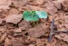 Texas growing conditions split by rain: improved moisture, lingering drought