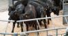 Forward stores sell to £2540 at UA Stirling whilst Thainstone lead bullocks