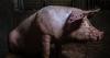 How Denmark’s ‘Pig Election’ Rewrote Factory Farm Politics