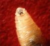 Costa Rica Battles More Than 31,000 Screwworm Cases