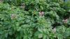 Can commercial potato production in Ireland remain economically viable?