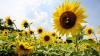 Look back at sunflower seasons across Middle Tennessee photos