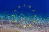 Europe needs an Ocean Act for a strategic maritime era