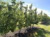 Oregon governor requests federal disaster declaration for pear growers