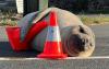 Australians Fall in Love with Lonely Elephant Seal