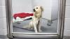 More than 100 pets lost amid Fourth of July fireworks, San Diego Humane Society says