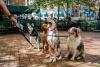 Can You Guess Minnesota’s Top Dog Breed in 2026?