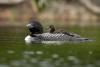 One of America's Best Places for Bird Watching Is Here in Maine