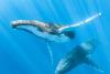 Listen to whales to improve connection, care & ocean health (commentary)