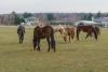 From Farm to Track: The Hudson Valley Horse Farms and Breeders Quietly Contributing to New York’s Racing Scene