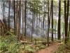 Vancouver Island: Less snow and rain leads to higher risk of wildfire this summer
