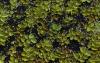 Researchers make breakthrough discovery about fast-spreading invasive fern