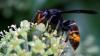 Asian hornets spotted all across Georgia. Have you seen these invaders?