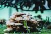 Portuguese mushroom company taps into growing wellness market