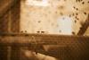 Deadly Screwworm’s Leap Into the US Mystifies Health Experts
