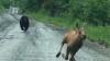 Maine couple helps save moose calf that was being chased by bear