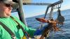 ‘Billion egg’ challenge aims to preserve Maine’s lobster industry