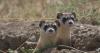 Forest Service, community of Wall celebrating black-footed ferret reintroduction