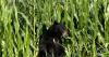 Tennessee bear population expanding westward, officials urge caution
