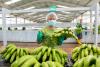Ecuadorian banana exports peel good growth in 2026
