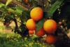 Florida citrus to receive nearly $196 million in state investment