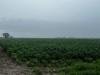 Minnesota farmer says corn, wheat and soybeans are looking strong