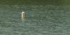 2 Charlotte women reportedly drowned in South Carolina lake: What we know