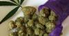 Tennessee Democrats re-launch ‘Pot for Potholes’ campaign as hemp restrictions take effect