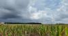 Delaware farmers say every drop counts as they hope for more rain this week